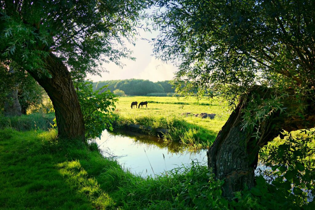 Grazing Animals Near Creek and Trees